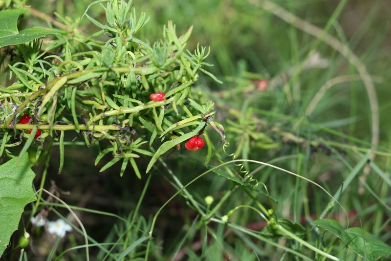Enchylaena tomentosa, photographed by Greg Tasney