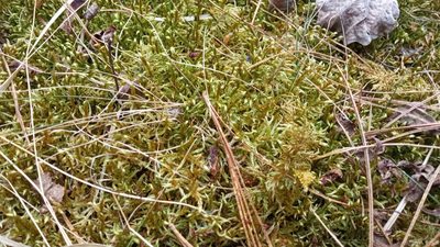Pleurozium schreberi, photographed by Tatiana Strus