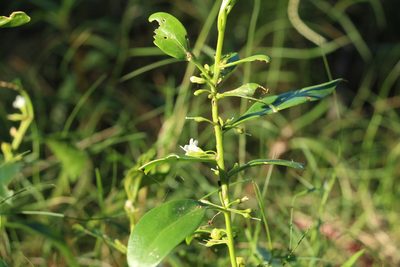 Myoporum acuminatum, photographed by Greg Tasney