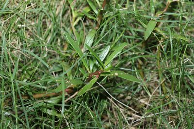 Sesuvium portulacastrum, photographed by Greg Tasney