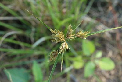 Cyperus polystachyos, photographed by Greg Tasney
