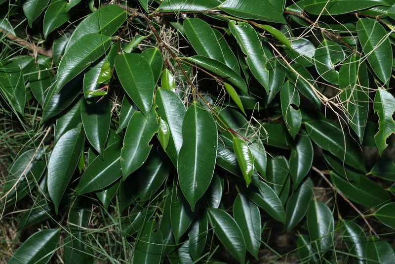 Ficus benjamina, photographed by Greg Tasney
