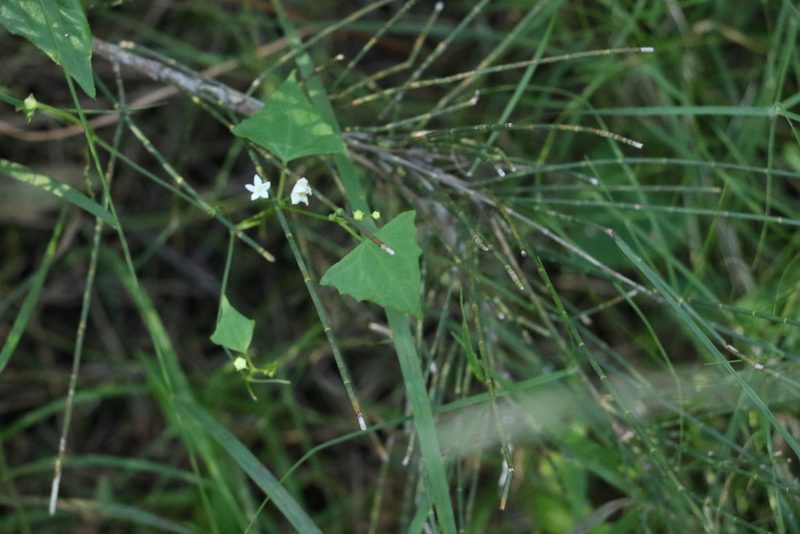 Zehneria cunninghamii, photographed by Greg Tasney