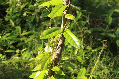 Parsonsia straminea, photographed by Greg Tasney