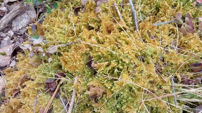 Ptilium crista-castrensis, photographed by Tatiana Strus
