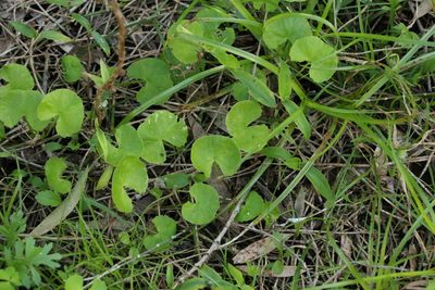 Centella asiatica, photographed by Greg Tasney