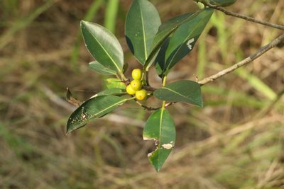 Ficus rubiginosa, photographed by Greg Tasney