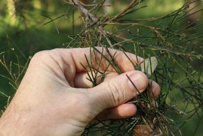 Casuarina glauca, photographed by Greg Tasney