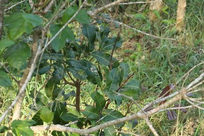 Cupaniopsis anacardioides, photographed by Greg Tasney