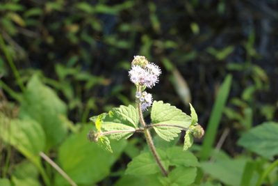 Ageratum houstonianum, photographed by Greg Tasney