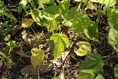 Passiflora foetida, photographed by Greg Tasney