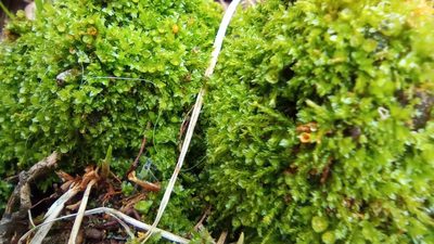 Tetraphis pellucida, photographed by Tatiana Strus