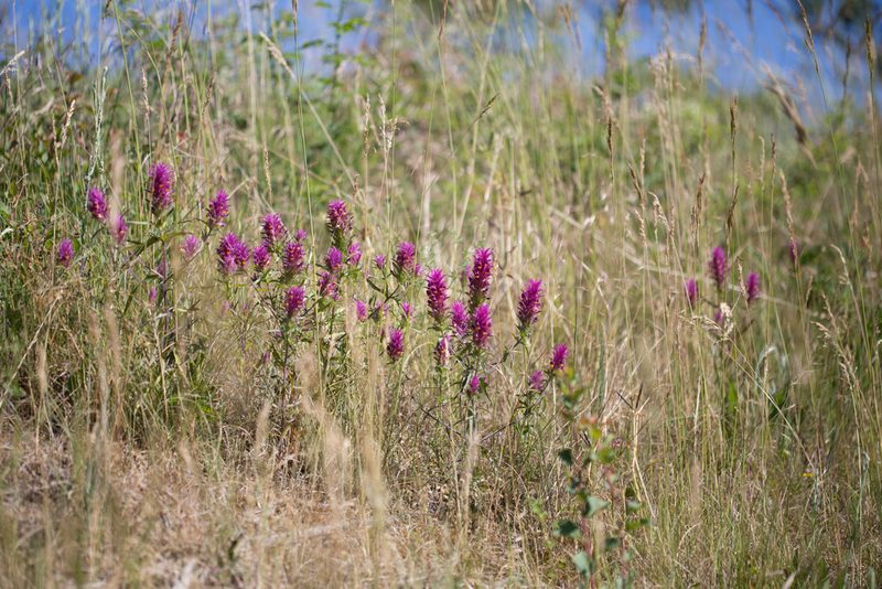Melampyrum arvense, photographed by Tim Johnson