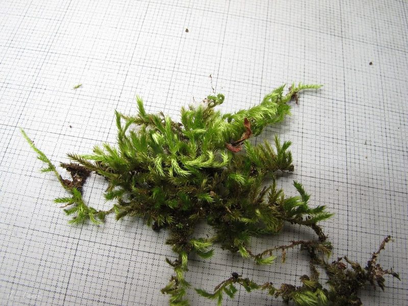 Homalothecium sericeum, photographed by José Luis Camaño