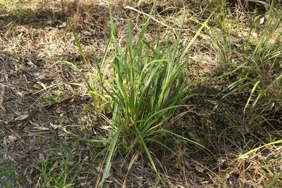 Dianella caerulea, photographed by Greg Tasney