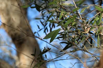 Melaleuca quinquenervia, photographed by Greg Tasney