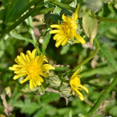 Crepis biennis, photographed by Petr Harant