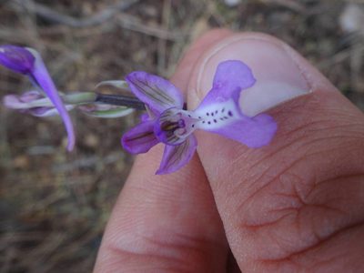Orchis anatolica, photographed by Ben Costamagna