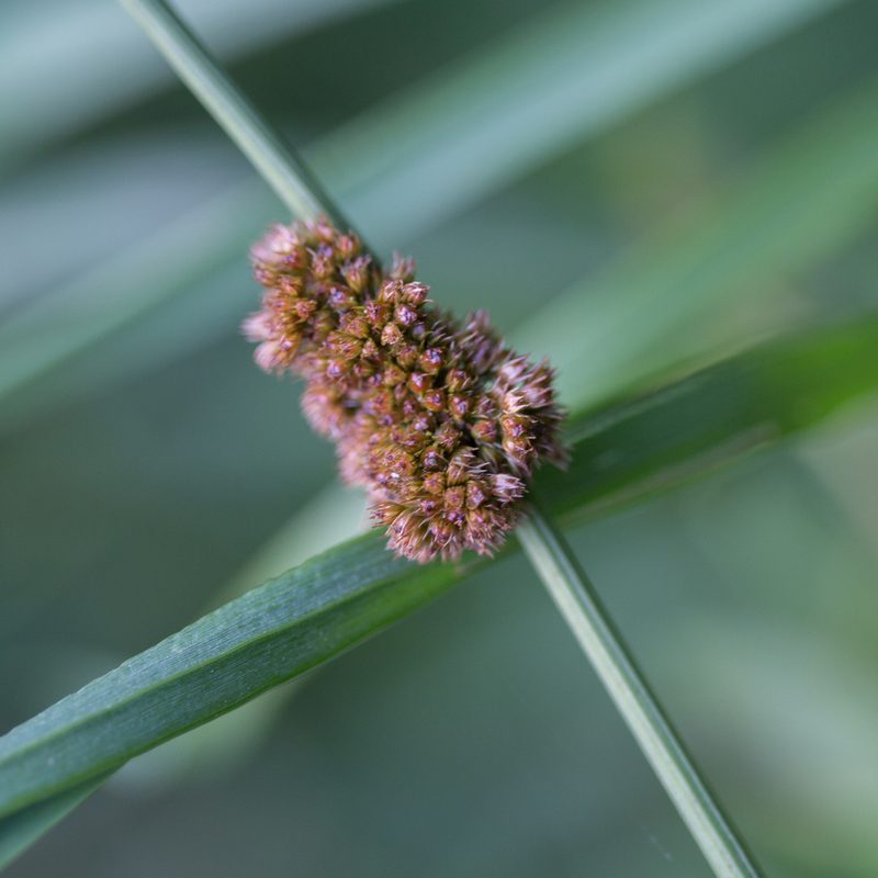 Juncus conglomeratus, photographed by Tim Johnson