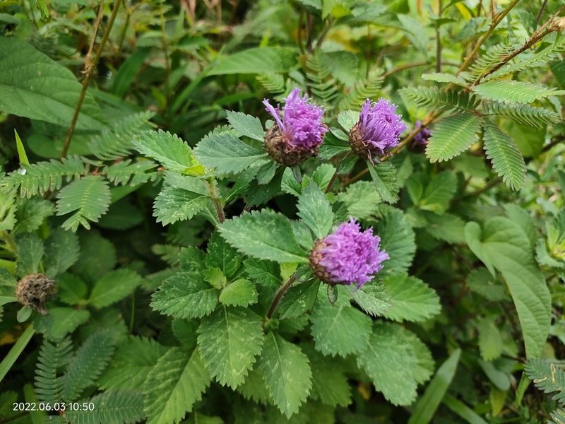 Centratherum punctatum, photographed by Ong Jyh Seng