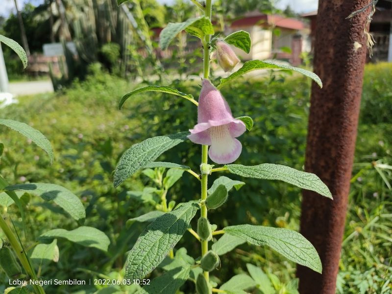 Sesamum indicum, photographed by Ong Jyh Seng