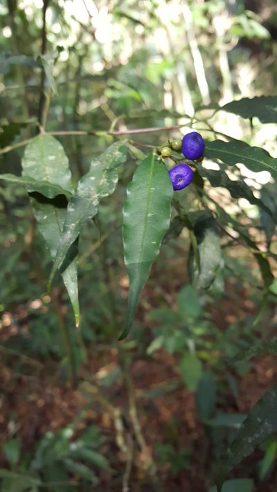 Palicourea leiocarpa, photographed by Riley Pollom