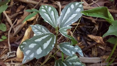 Pilea cadierei, photographed by Riley Pollom