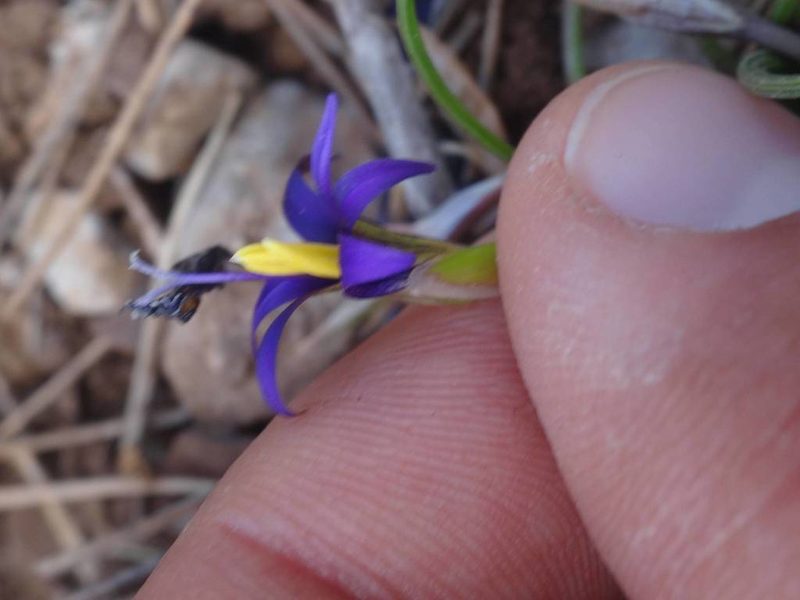 Romulea tempskyana, photographed by Ben Costamagna