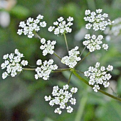 Chaerophyllum temulum, photographed by Petr Harant