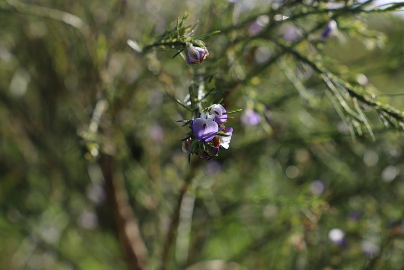 Psoralea filifolia, photographed by sharndreheuvel
