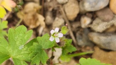 Geranium rotundifolium, photographed by Julien Lepage