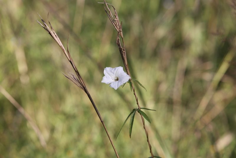 Distimake quinquefolius, photographed by Hugo Innes