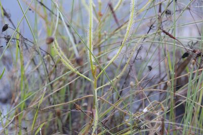 Drosera serpens, photographed by Hugo Innes