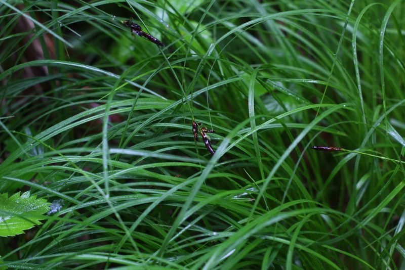 Carex montana, photographed by CorentinD