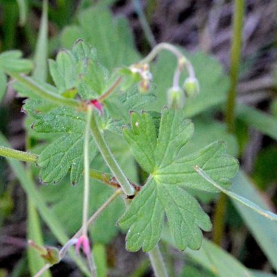 Geranium pyrenaicum, photographed by Petr Harant