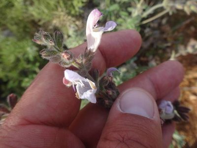 Salvia fruticosa, photographed by Ben Costamagna