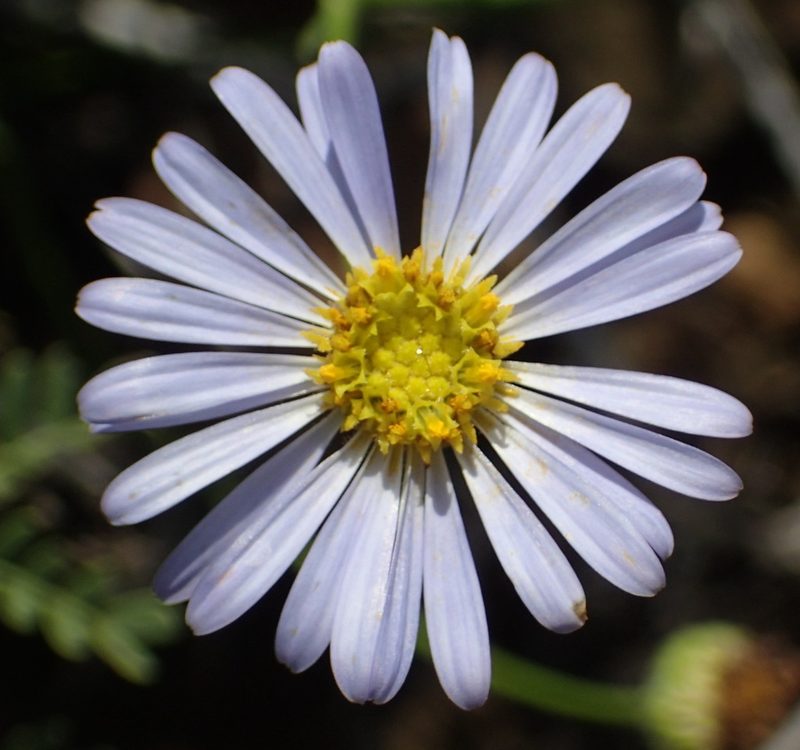 Garuleum bipinnatum, photographed by Nicola van Berkel