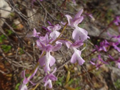 Orchis anatolica, photographed by Ben Costamagna