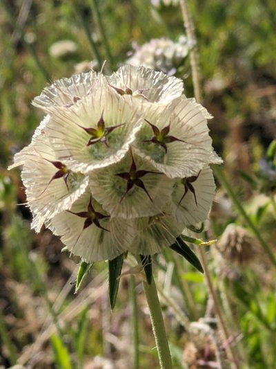 Lomelosia stellata, photographed by Felicity Kreger