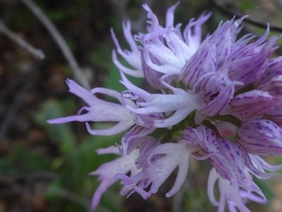 Orchis italica, photographed by Ben Costamagna