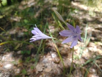 Triteleia laxa, photographed by Drew Meyer