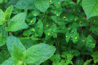 Euphorbia dulcis, photographed by CorentinD