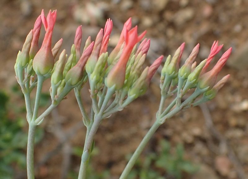 Kalanchoe rotundifolia, photographed by Nicola van Berkel