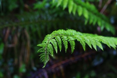 Polystichum aculeatum, photographed by CorentinD