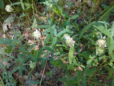 Trifolium eriocephalum, photographed by Drew Meyer