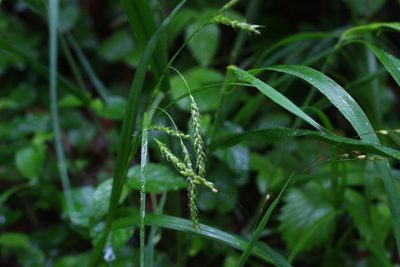 Carex sylvatica, photographed by CorentinD