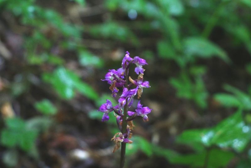 Orchis mascula, photographed by CorentinD