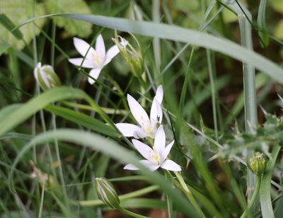 Ornithogalum umbellatum, photographed by Jerry Lanfear