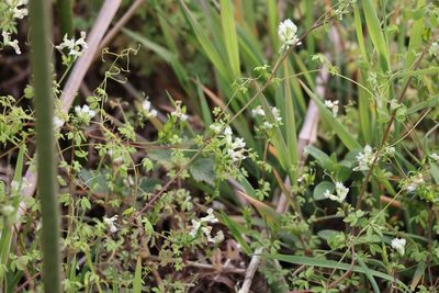 Ceratocapnos claviculata, photographed by Jerry Lanfear