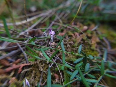 Polygala rupestris, photographed by carnifex
